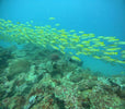 NZDiver Philippines Trip – June 2025 Trip Report