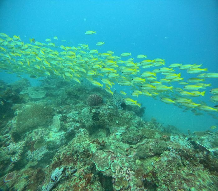 NZDiver Philippines Trip – June 2025 Trip Report