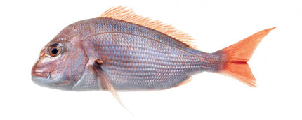 Collection image for: Snapper