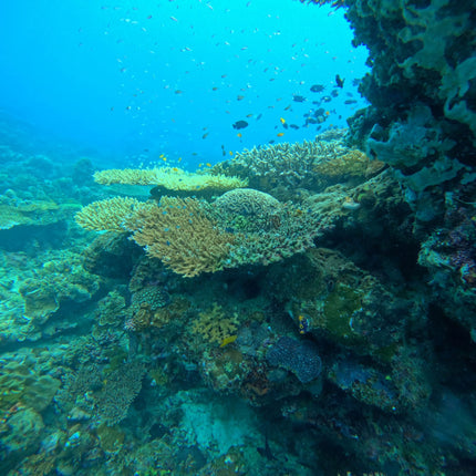 Northern Palawan Dive Adventure May 2027 – 26 Dives Philippines Holiday with NZDiver