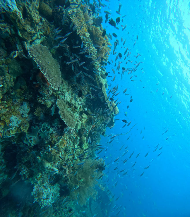 Northern Palawan Dive Adventure May 2027 – 26 Dives Philippines Holiday with NZDiver