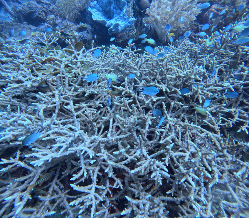 Northern Palawan Dive Adventure May 2027 – 26 Dives Philippines Holiday with NZDiver