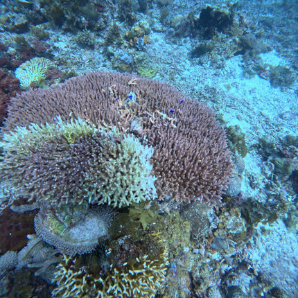 Northern Palawan Dive Adventure May 2027 – 26 Dives Philippines Holiday with NZDiver