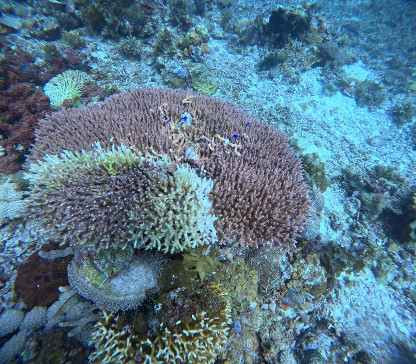 Northern Palawan Dive Adventure May 2027 – 26 Dives Philippines Holiday with NZDiver