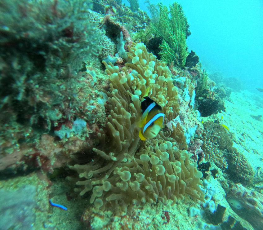 Northern Palawan Dive Adventure May 2027 – 26 Dives Philippines Holiday with NZDiver